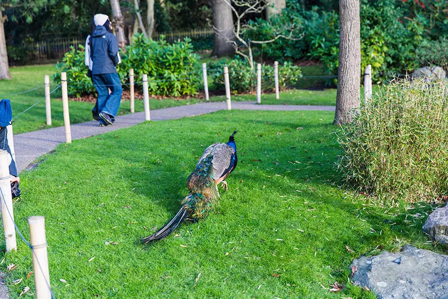 Proposal photography at Kyoto Gardens